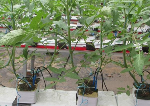 1657525542275535.jpg 3-.jpg